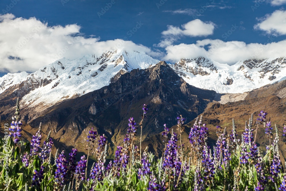 Mount Saksarayuq Lupinus flowers Andes mountains