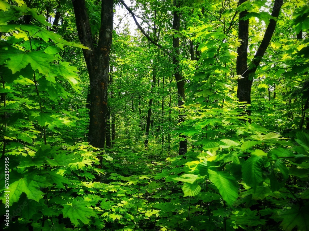 Fototapeta premium forest