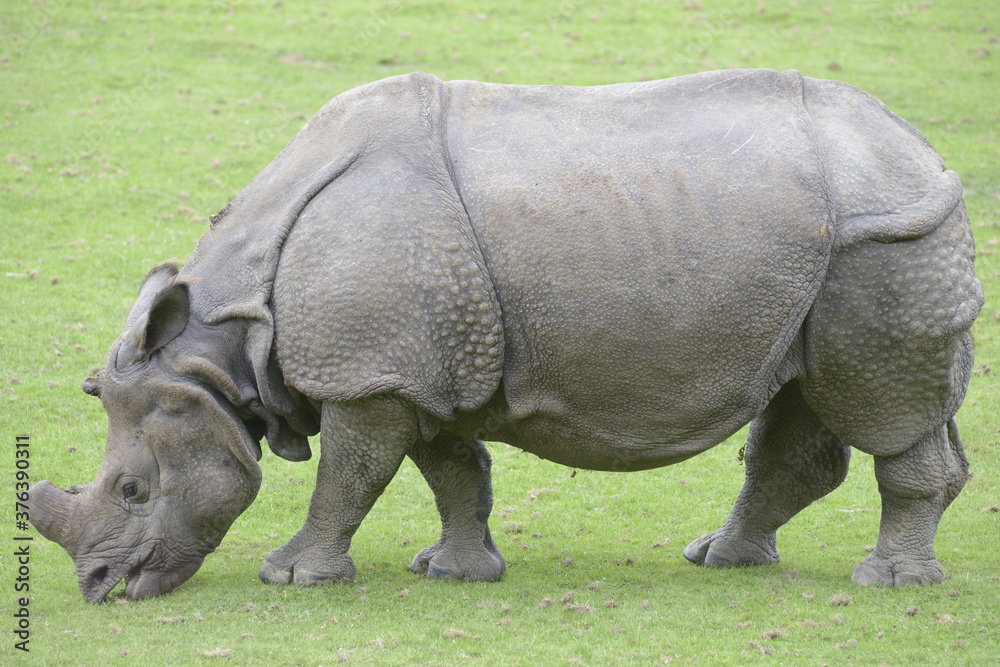 Naklejka premium Rhinoceros