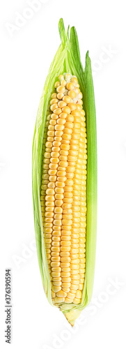 corn isolated on white background