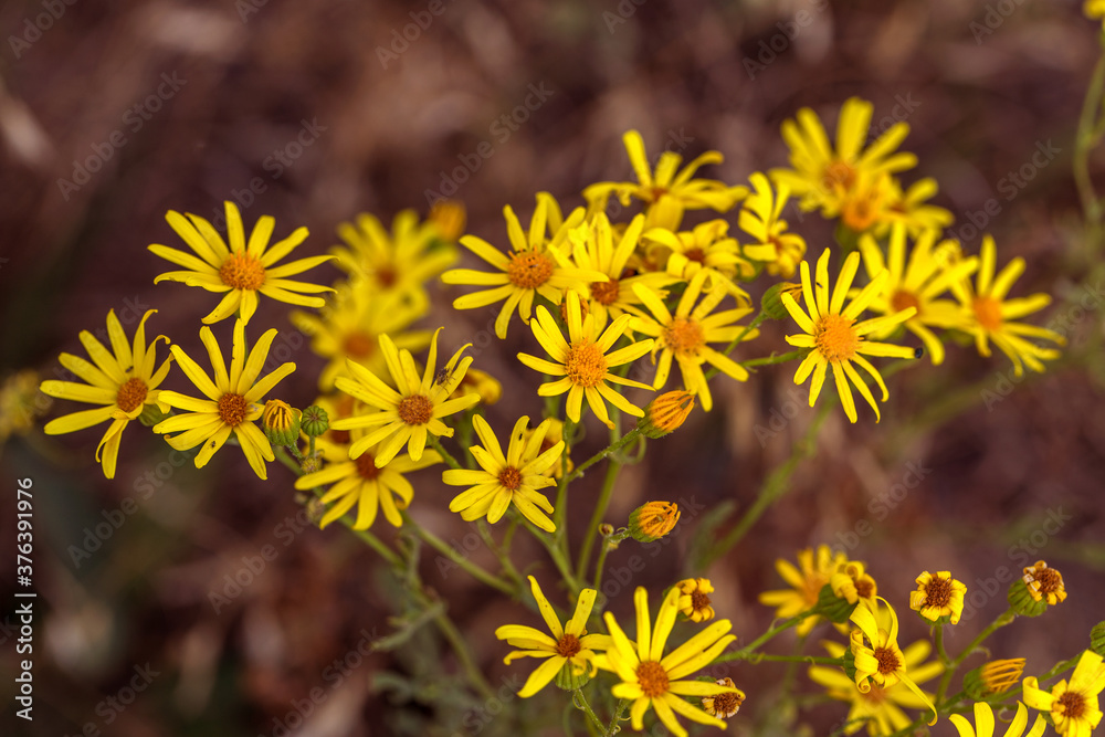 Flowers Hypericum (Hypericum perforatum or St. John's wort) in a meadow. Selective focus on some flowers. St. John's Wort, also known as Tilton's Weed, a background of flowers