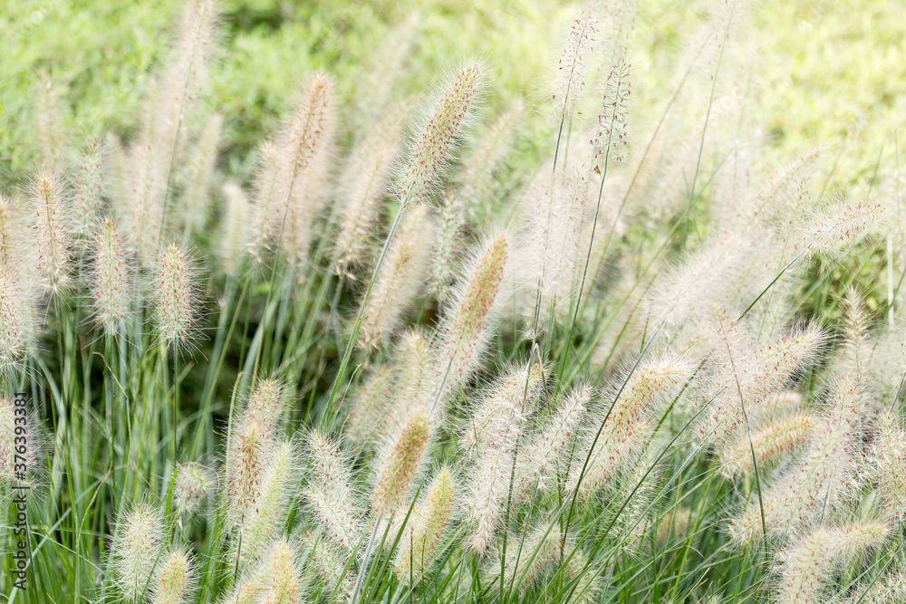 Fototapeta premium Dry yellow and green spikelets, green grass in the background. Panicle of tufted perennial grass common in lowland British grassland including verges and meadows