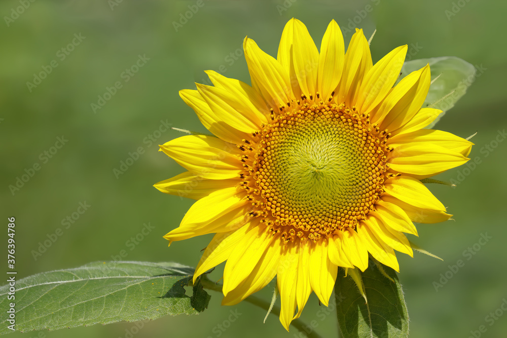 Obraz premium ヒマワリの花 Sunflowe 