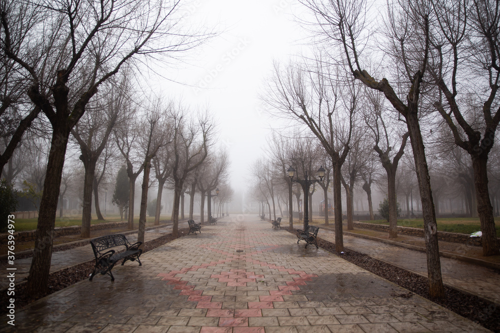 Creepy park of bare trees surrounded by fog in Almagro, Ciudad Real, Spain