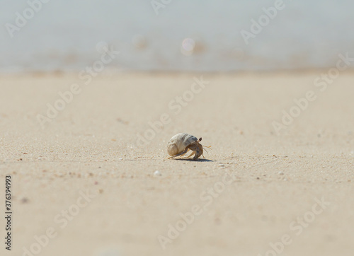 Hermit crab walking across a beach