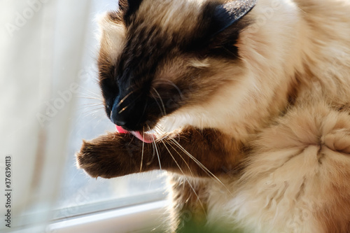 Bolinez cat washes on the window.