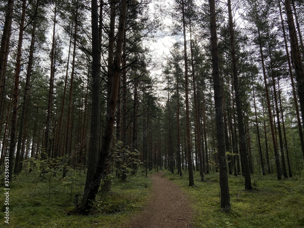 Fototapeta premium Пустынная дорога в сосновом лесу