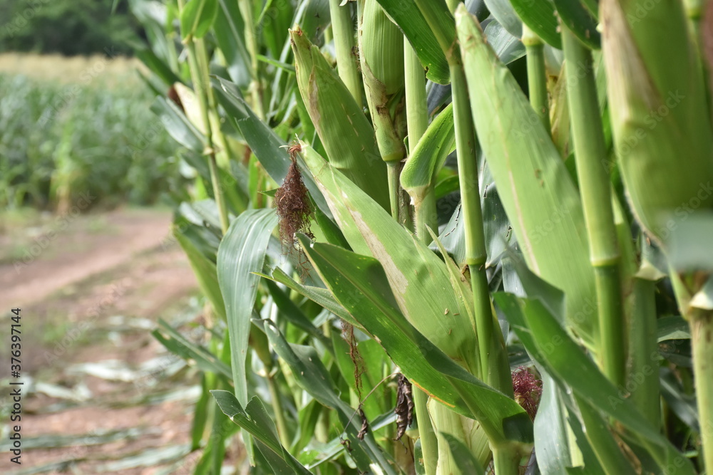 Raw corn is fully grown, ready for harvest.
