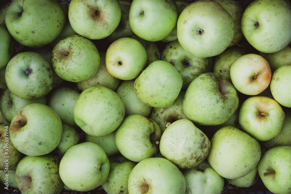 Freshly picked organic apples in a basket. Freshly picked organic apples in a basket.