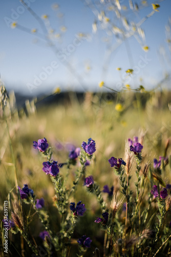 Wildflowers in bloom, fields in spring, various colors: yellow, purple... Beautiful light