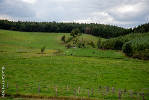 hilly landscape with cows in the meadow