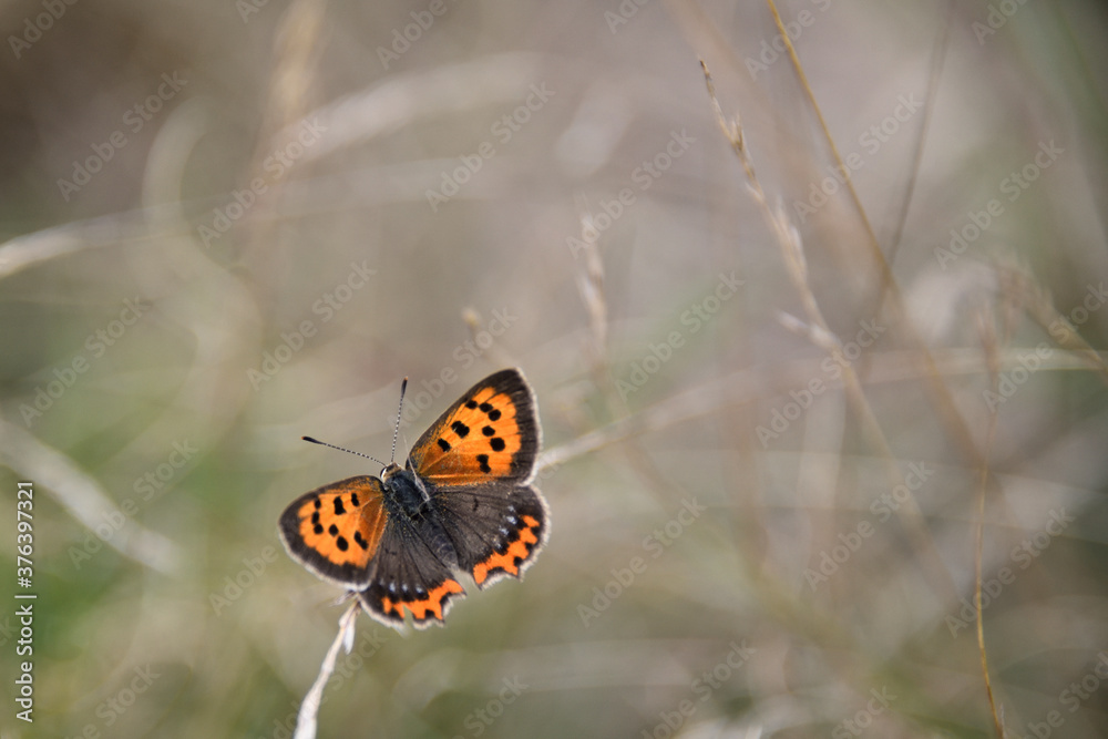 Fototapeta premium kleiner Feuerfalter