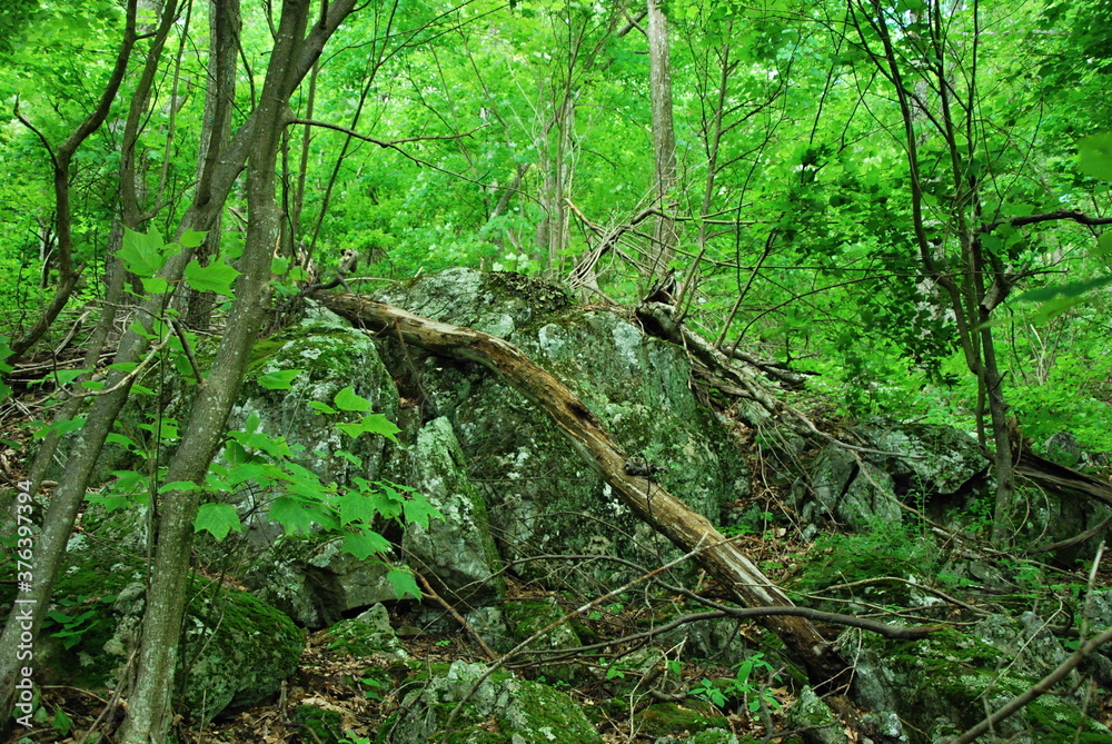 Shenandoah National Park, Virginia Shenandoah National Park, Virginia