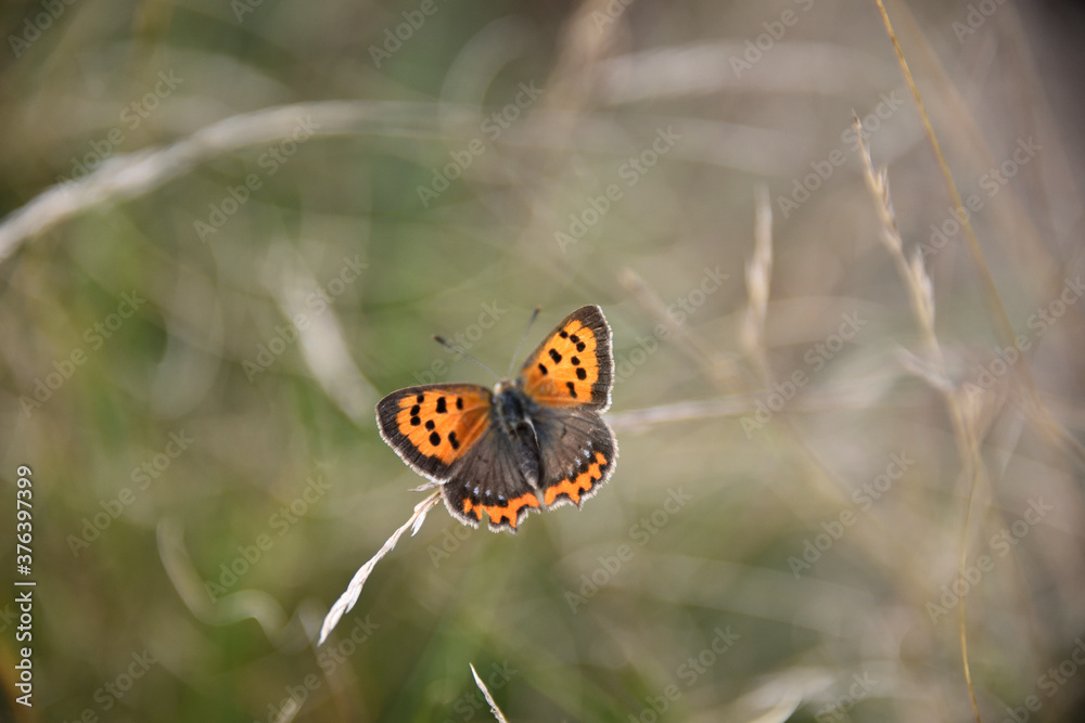Obraz premium kleiner Feuerfalter