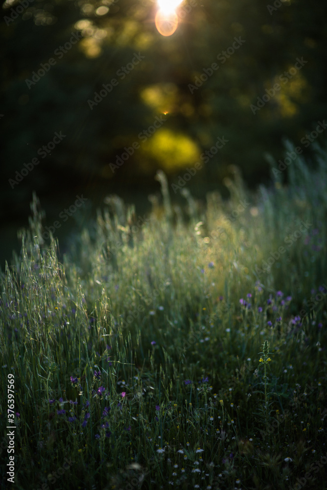 Wildflowers in bloom, fields in spring, various colors: yellow, purple...
Beautiful light