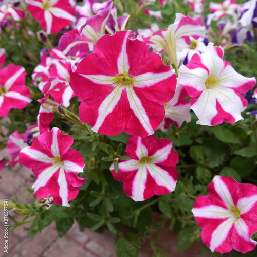 Pink White  petunia flowers 