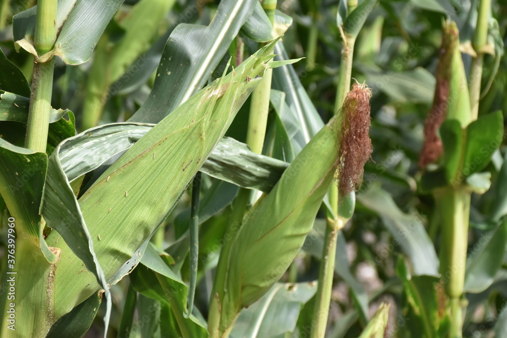Raw corn is fully grown, ready for harvest. Raw corn is fully grown, ready for harvest.