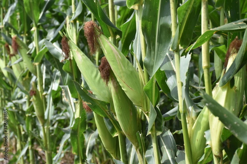 Raw corn is fully grown, ready for harvest.