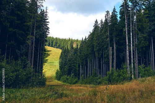 Forest in summer. Mountains hills landscape during a sunny day blue sky clouds. Dark autumn trees. Hiking in wild mountain. Adventure Travel Concept