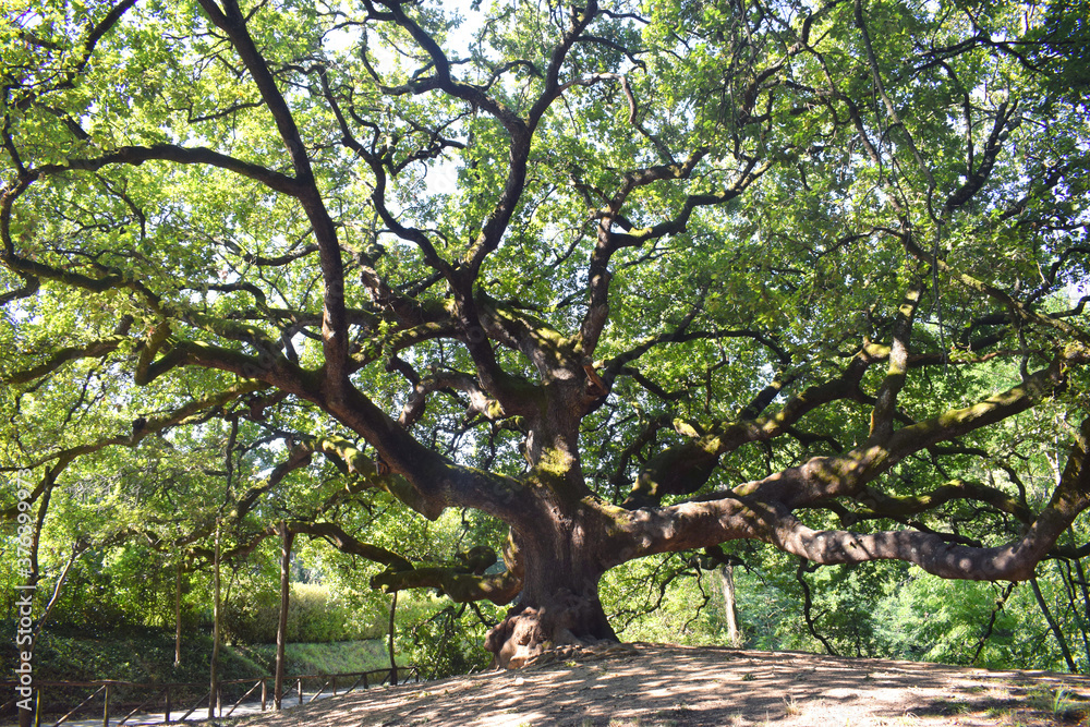 The 600-year old oak tree known as Oak of the Witches The 600-year old oak tree known as Oak of the Witches