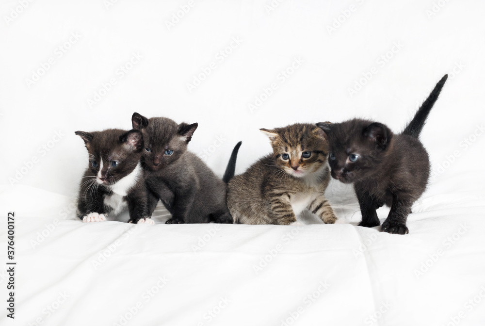 Four cute kittens on white sheet background.