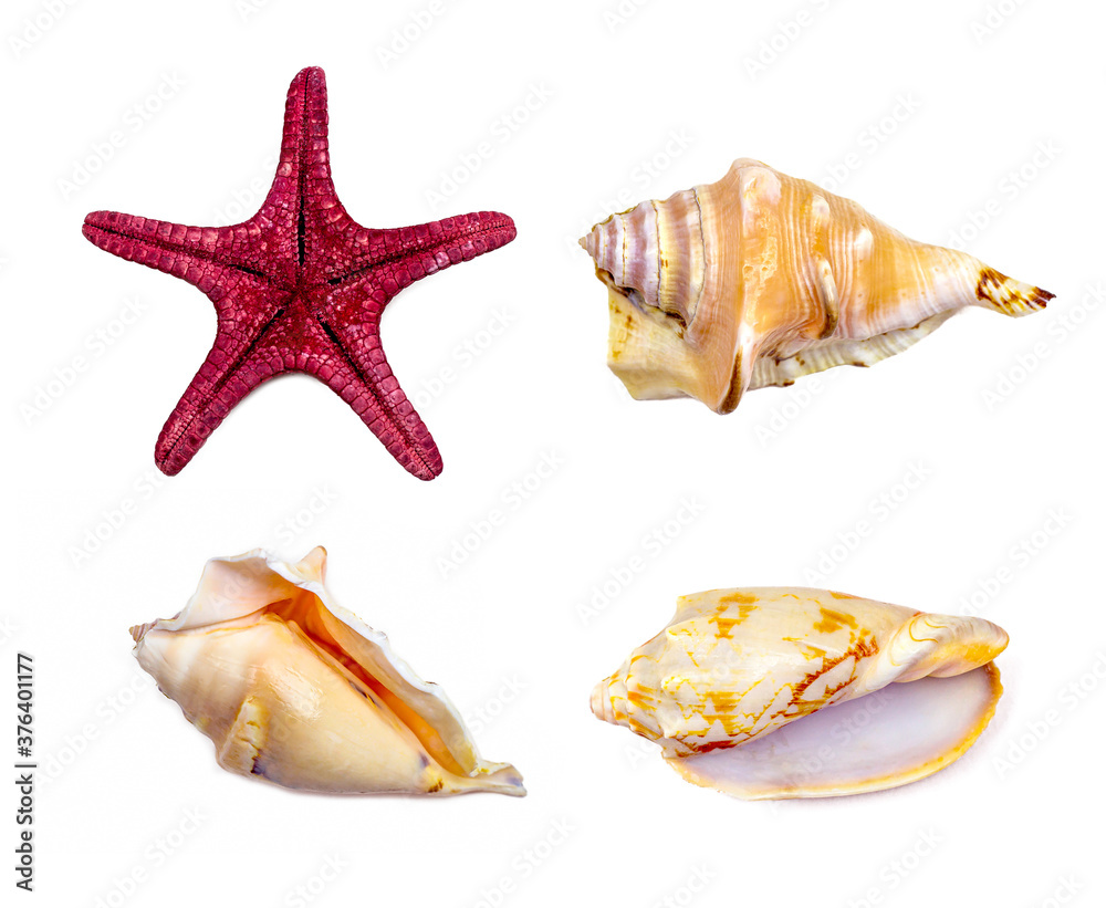 Top view of bright yellow seashell and red starfish from the ocean set isolated on white background close up. Top view of bright yellow seashell and red starfish from the ocean set isolated on white background close up.