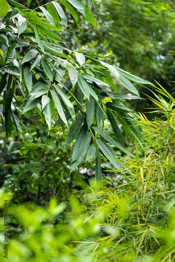 Fresh green nature bamboo leaf and tree background asian vietnam traditional style Fresh green nature bamboo leaf and tree background asian vietnam traditional style