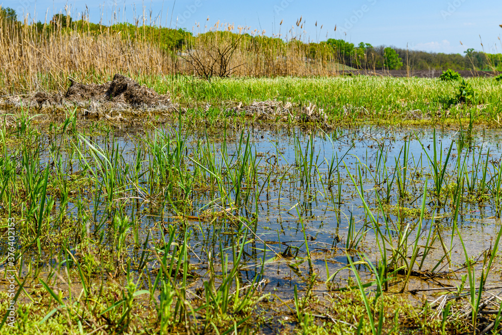 Fototapeta premium Bulrush plants in the swamp on summer