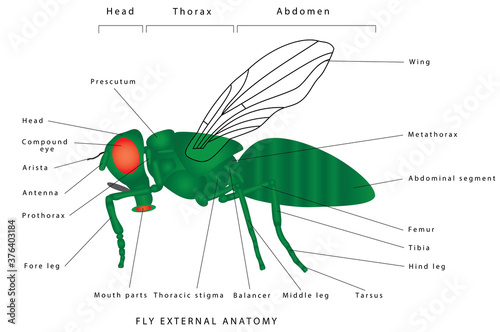 Anatomy of a fly. Fly external anatomy. Morphology of a fly (lateral view). A green common fly. Insect - a realistic fly, fly silhouette. Diagram showing parts of fly. 