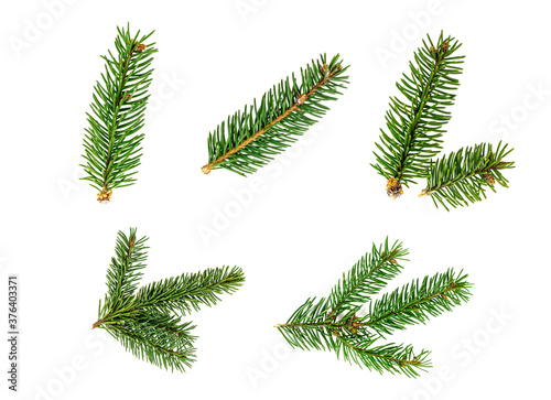 Top view of green fir tree spruce branch with needles set isolated on white background. photo