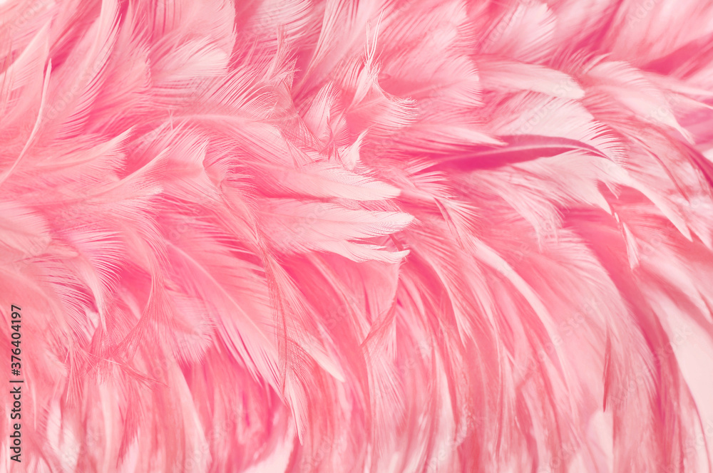 Beautiful rose gold color bird feathers pattern texture background.