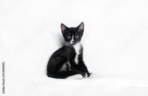Fototapeta Naklejka Na Ścianę i Meble -  Black and white spotted cat sitting on a white sheet.