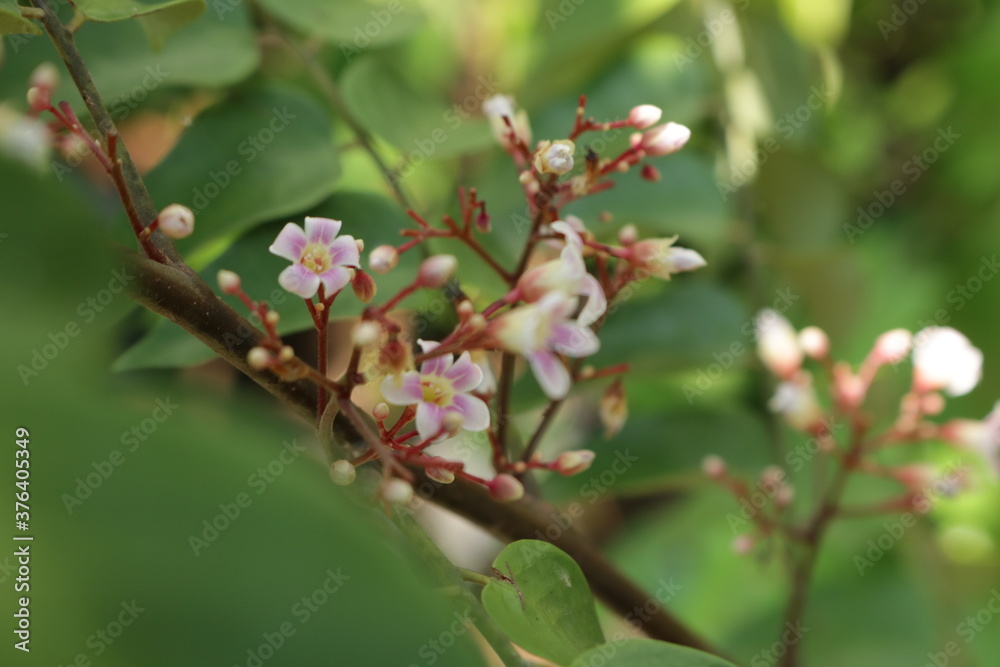 Close up photo of beautiful carambola flowers. Starfruit/pink blossom tree Close up photo of beautiful carambola flowers. Starfruit/pink blossom tree