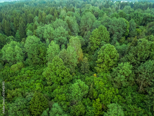 view from the bird's eye view of green deciduous forest. Background of green deciduous forest from the throne.