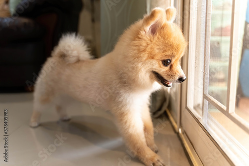 lonely Pomeranian dog is waiting for someone to open the door. cute puppy dog sitting at the front door looking outside waiting someone coming back home. 