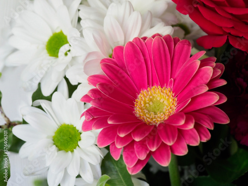 colourful close up of gerbera daisies pink and white