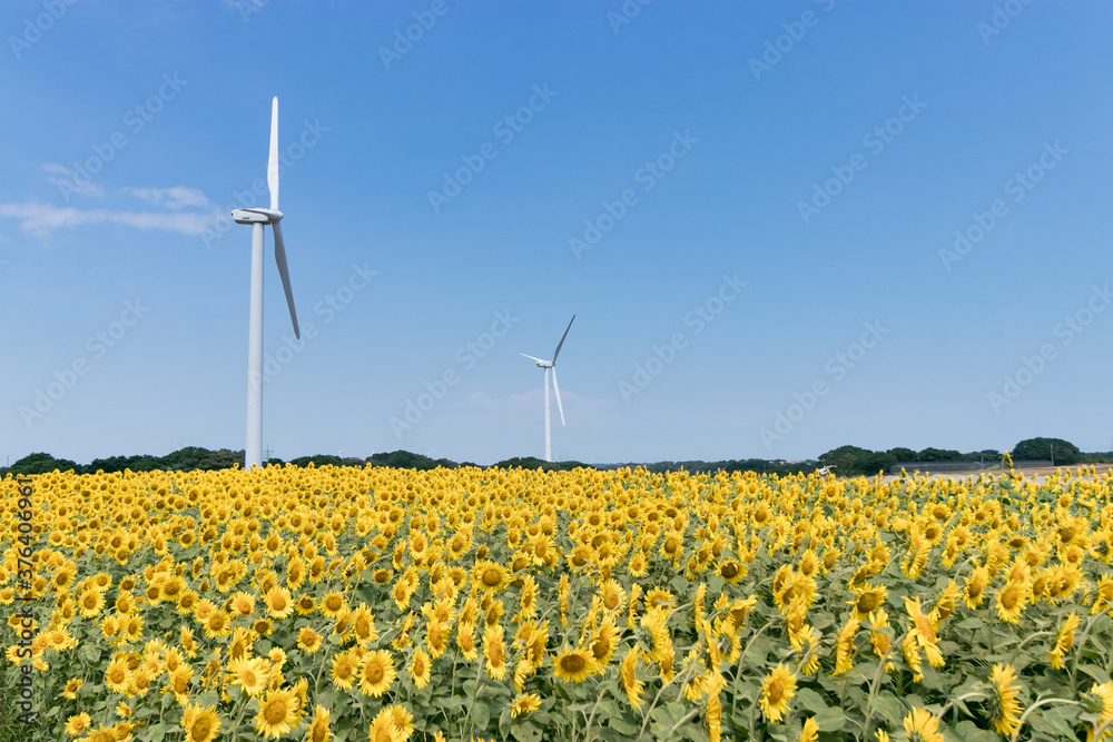 風力発電の風車とひまわり畑　千葉県銚子市　日本