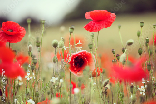 Common poppies flowering in a hay meadow in Guildford  Surrey  UK