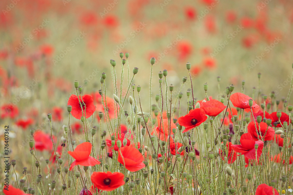 Fototapeta premium Common poppies and seed heads after flowering in a hay meadow in Guildford, Surrey, UK
