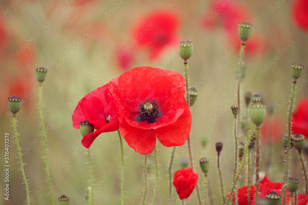 Obraz premium Common poppies and seed heads after flowering in a hay meadow in Guildford, Surrey, UK