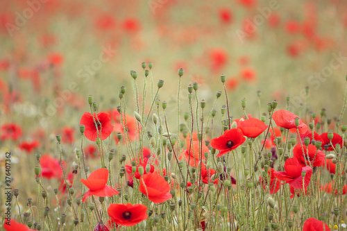 Common poppies and seed heads after flowering in a hay meadow in Guildford, Surrey, UK