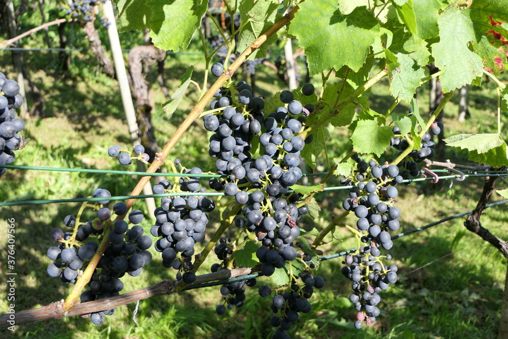 Autumn in the hillside vineyard with grapes full of ripe purple fruits