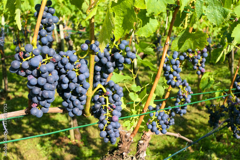 Sweet ripe red grapes on a vine in a wine plantation