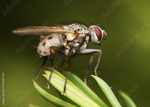 fly on a leaf in the garden © Tomas