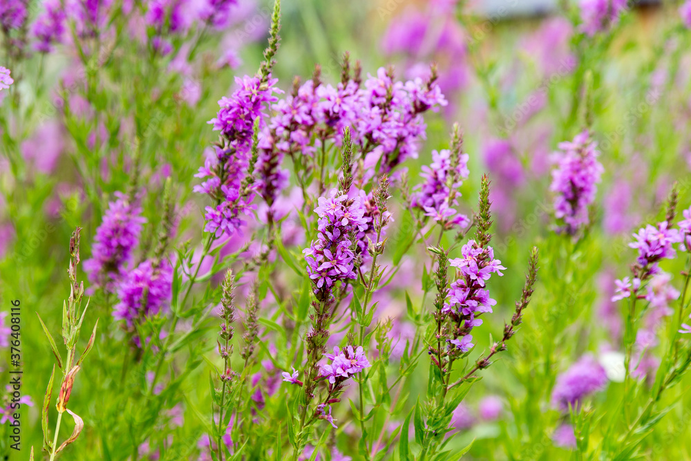 Flowers Ivan Tea - medicinal plant closeup. Macro. Soft selective focus Flowers Ivan Tea - medicinal plant closeup. Macro. Soft selective focus
