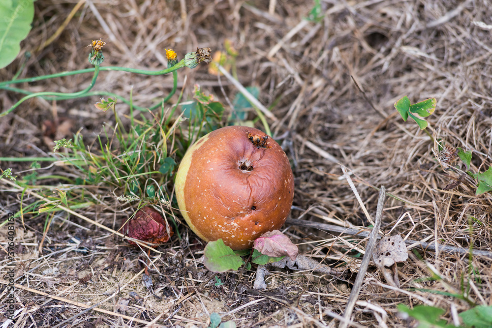Pomme détruite par une maladie Pomme détruite par une maladie