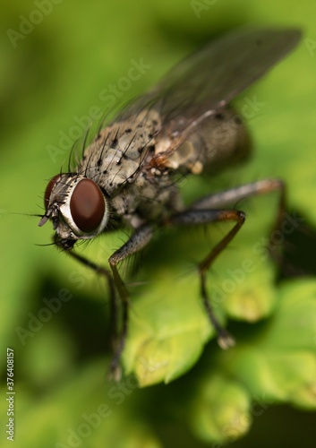 fly on a leaf in the garden