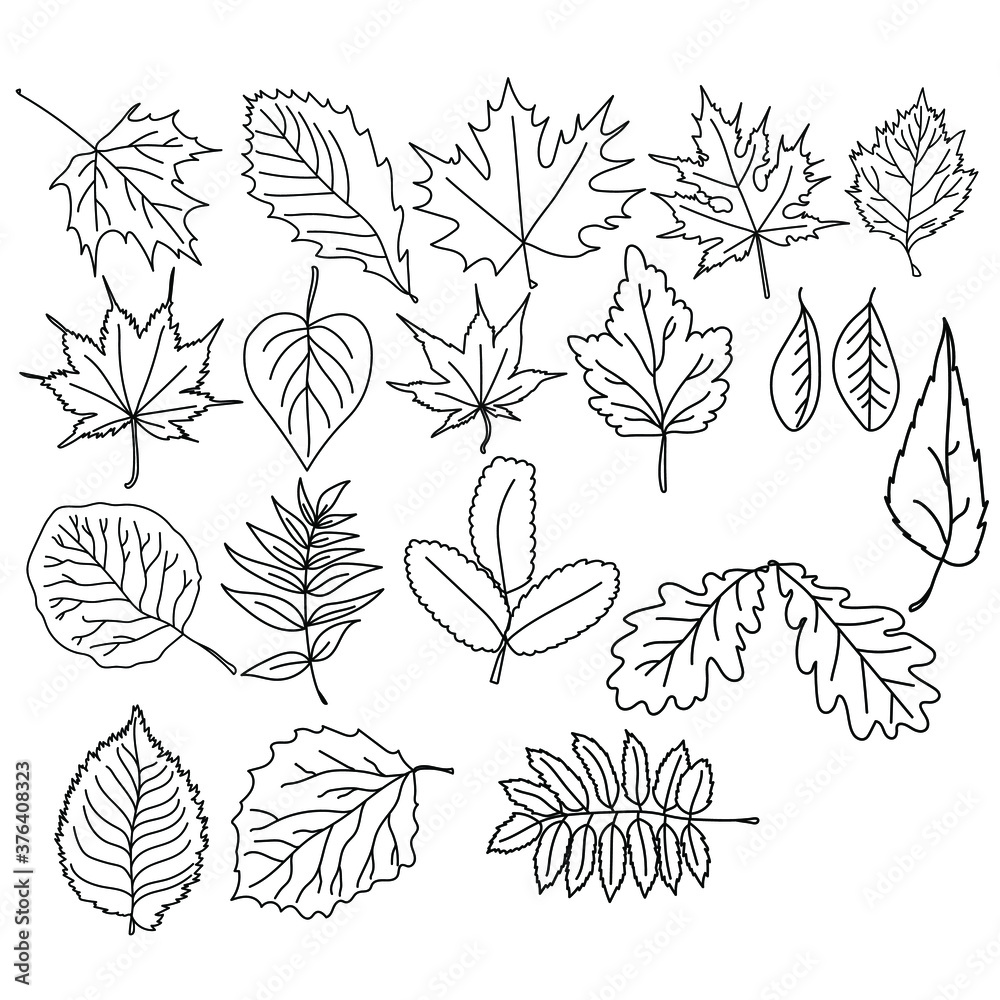 Set of leaves of trees of different species, botanical herbarium of woody plants, vector coloring page for design and creativity
