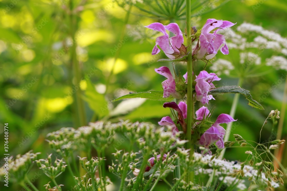 wild purple flowers in forest wild purple flowers in forest