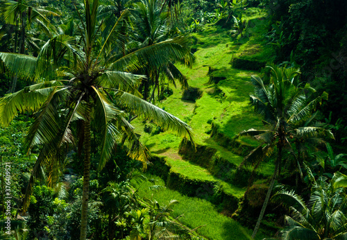 Rice field in the middle of the jungle in Bali  Indonesia